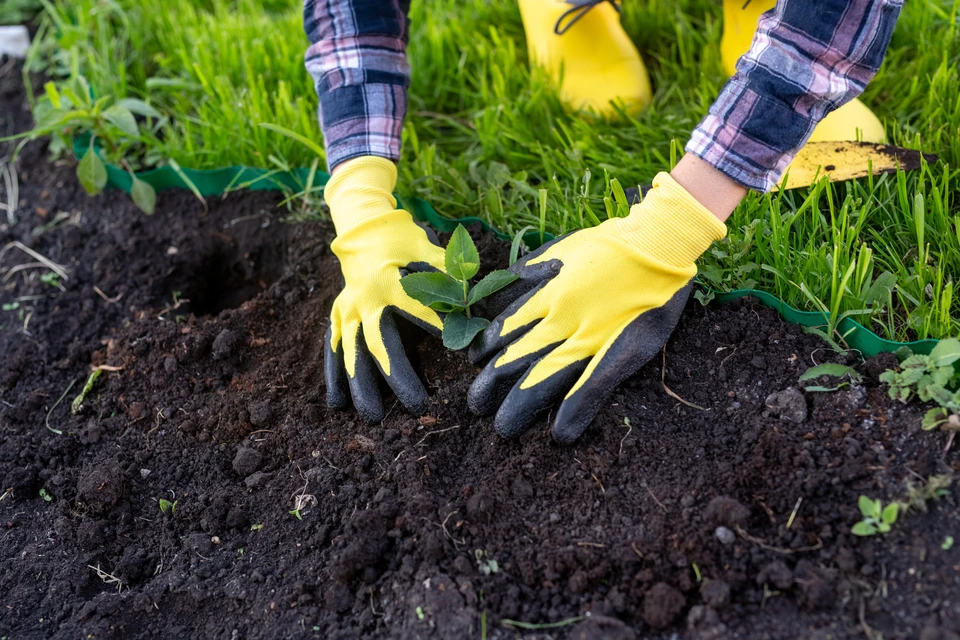 Scène extérieure de jardinage où une personne plante un jeune plant dans un sol préparé