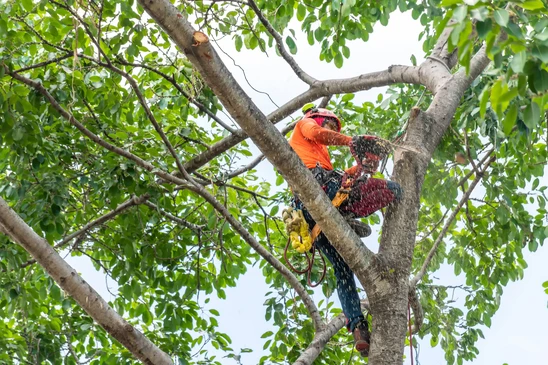 Élagueur professionnel en sécurité travaillant dans un arbre, portant casque de protection rouge, veste orange haute visibilité et harnais d'élagage