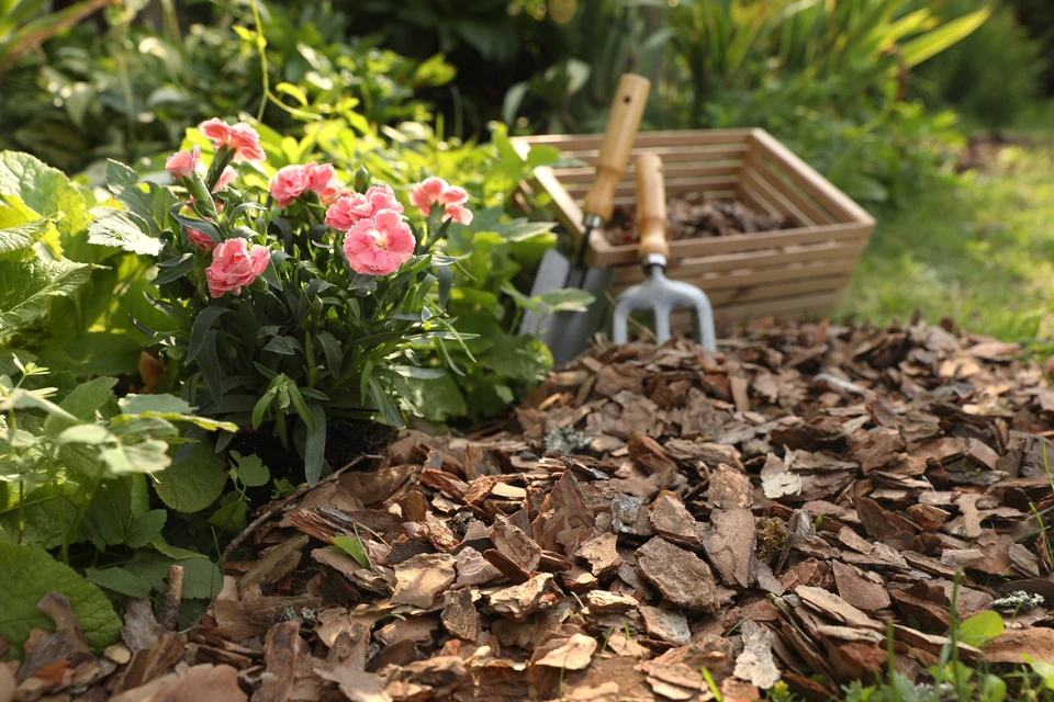 Scène extérieure de jardin avec plantations florales roses en pleine terre, paillis d'écorces broyées au sol
