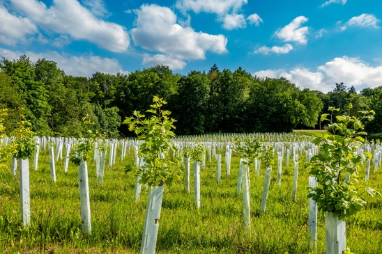 Scène extérieure de jardinage : deux personnes plantent un jeune arbre