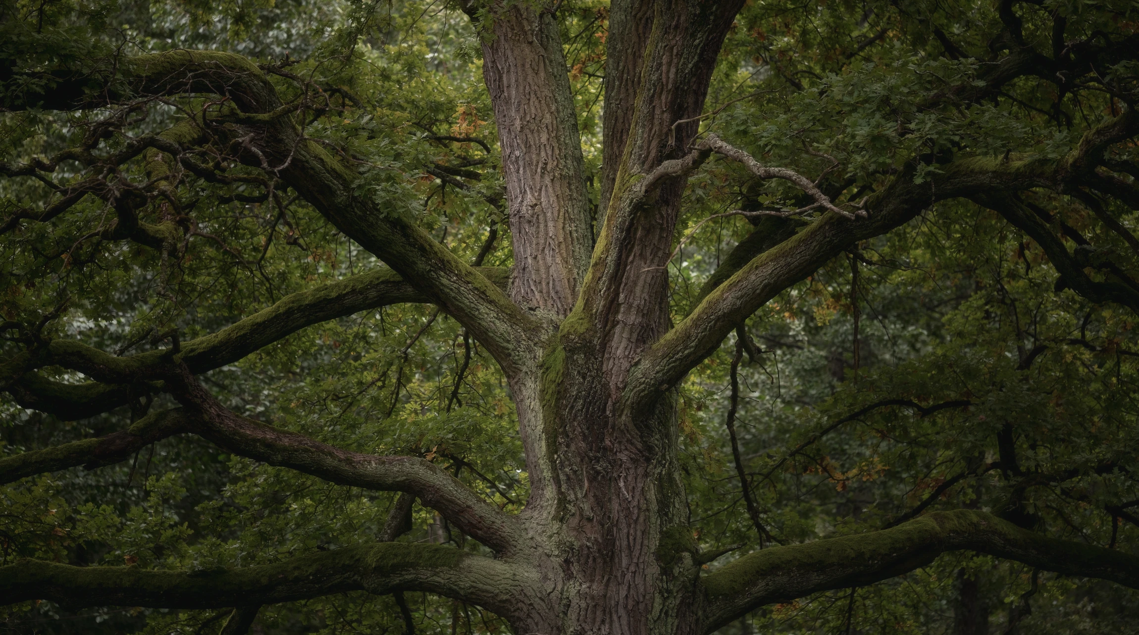 Arboriste grimpeur équipé d'un harnais de sécurité utilise une tronçonneuse pour élaguer un arbre en extérieur