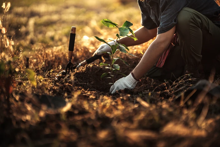 Élagage sanitaire des arbres dans un parc en hiver