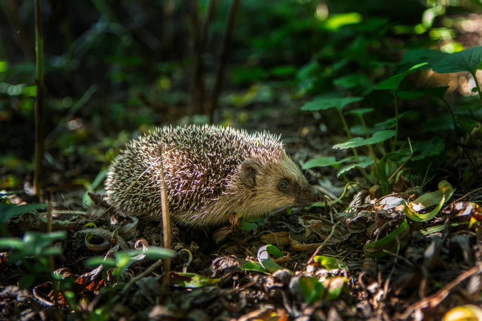 Jardin paysager avec canard domestique se nourrissant près d'un massif de plantes ornementales