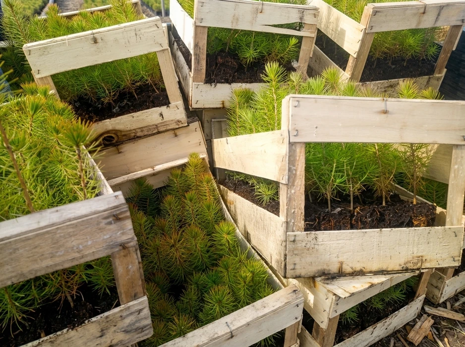 L'abattage des arbres avec une grande tronçonneuse coupe dans le tronc d'arbre le flou de mouvement de la sciure et chipponne un arbre cassé déraciné, déchiré par le vent lors d'une violente tempête
