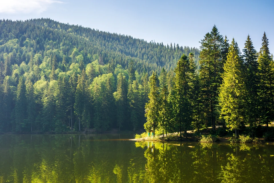 Scène extérieure d'élagage professionnel par temps ensoleillé