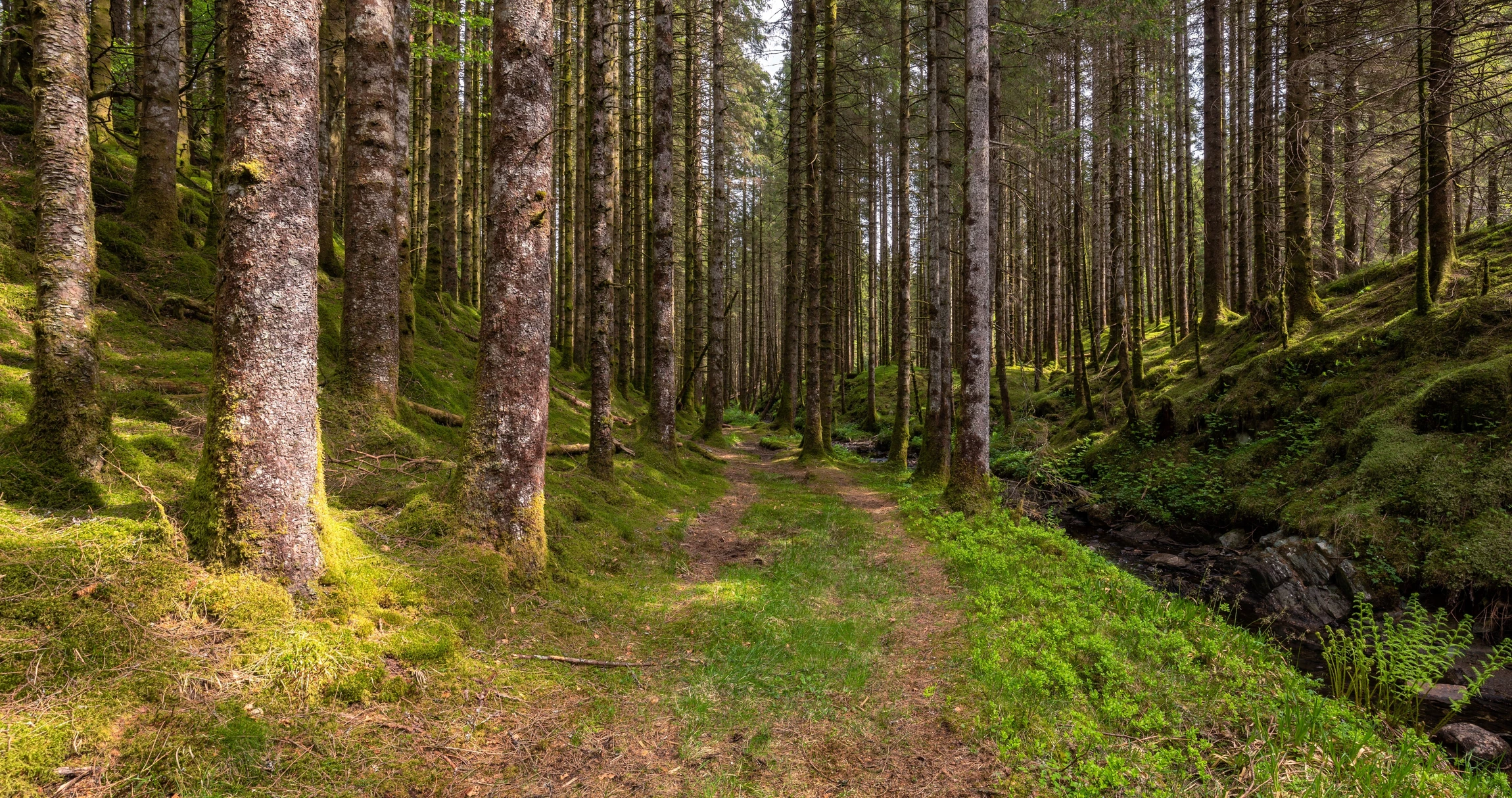 Photographie professionnelle d'une jeune plantation forestière récemment reboisée. La scène montre des rangées de jeunes plants forestiers (sapins, chênes ou autres essences indigènes) plantés à intervalles réguliers dans une parcelle forestière. Les plants mesurent entre 1 et 2 mètres. Le terrain est légèrement vallonné et boisé en arrière-plan avec des arbres matures. La lumière naturelle du jour met en évidence les teintes vertes des jeunes plants. L'image évoque le soin apporté à la gestion forestière durable et à la restauration des écosystèmes.